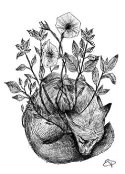 fox pietricola