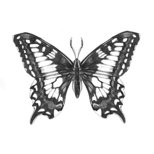 cosmaro farfalla