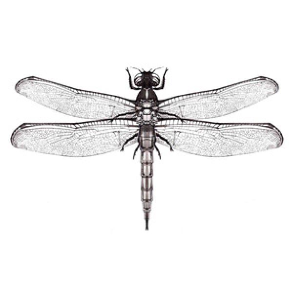 cosmaro libellula