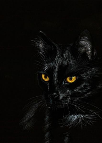 danguole black cat