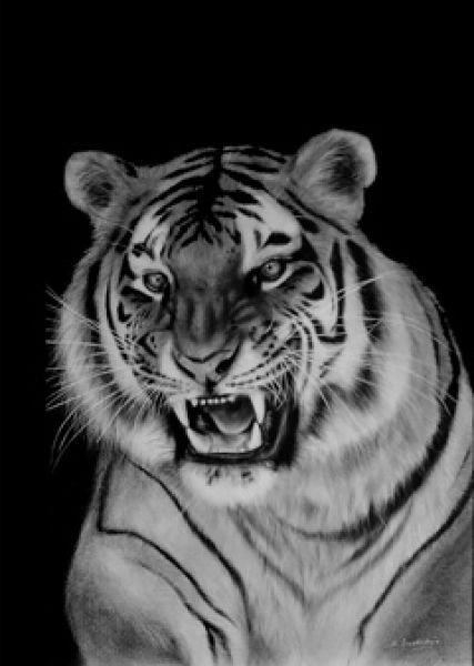 danguole tiger