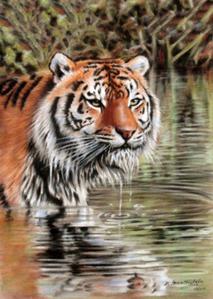danguole tiger
