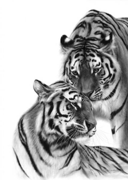 danguole tigers