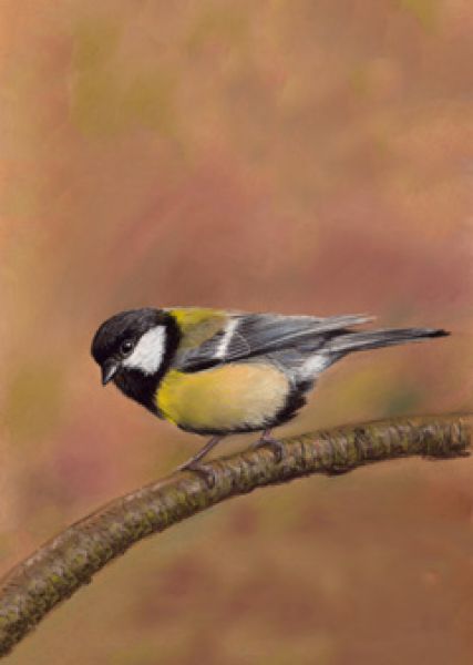 danguole bird