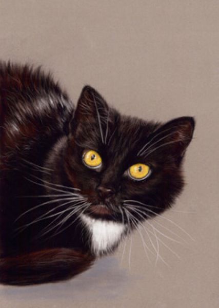 danguole cat