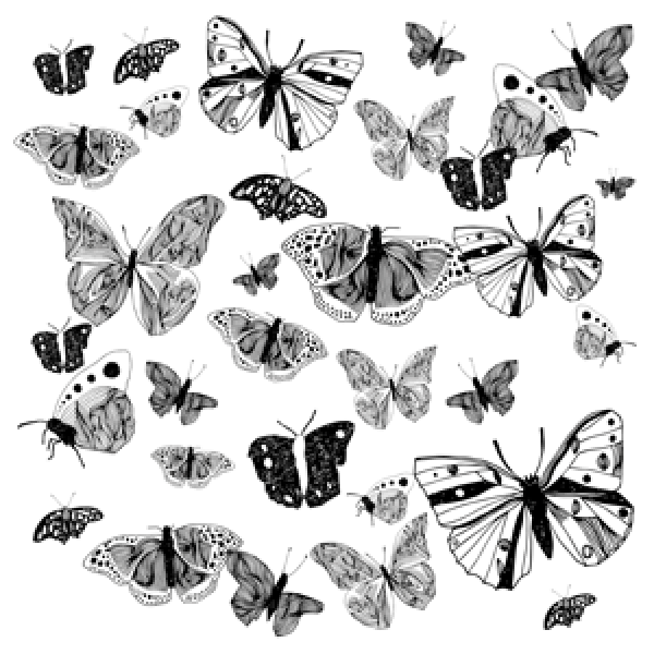 nava butterfly